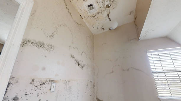 Best Residential Mold Inspection & Testing  in Eastwood, MI