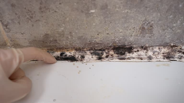 Best Emergency Mold Remediation  in Eastwood, MI